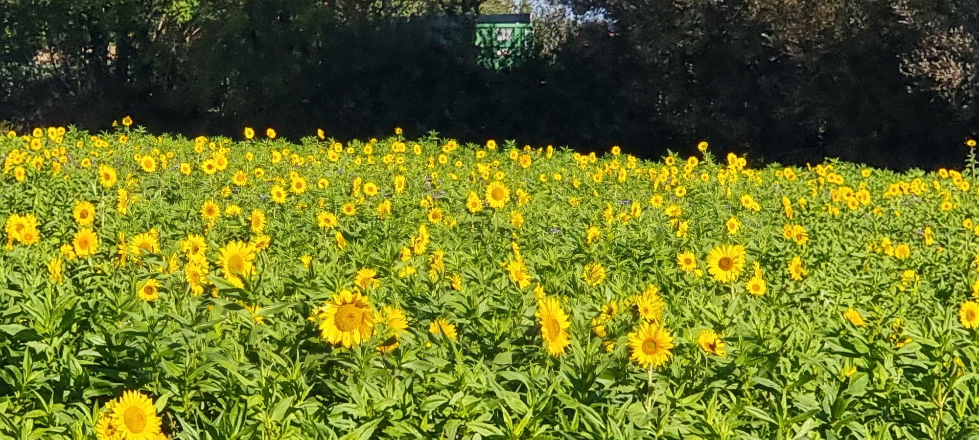 Ein Meer an Sonnenblumen an einem sonnigen Morgen