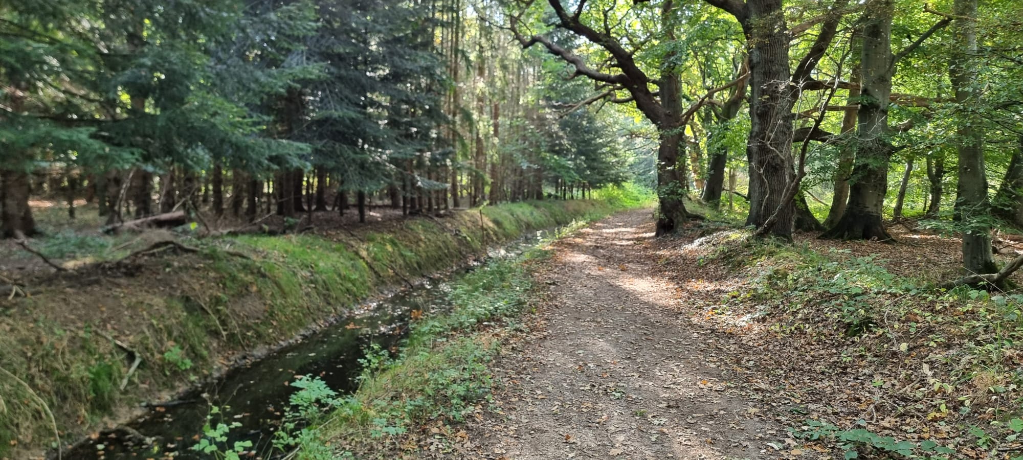 Ein herbstlicher Waldweg entlang eines Baches