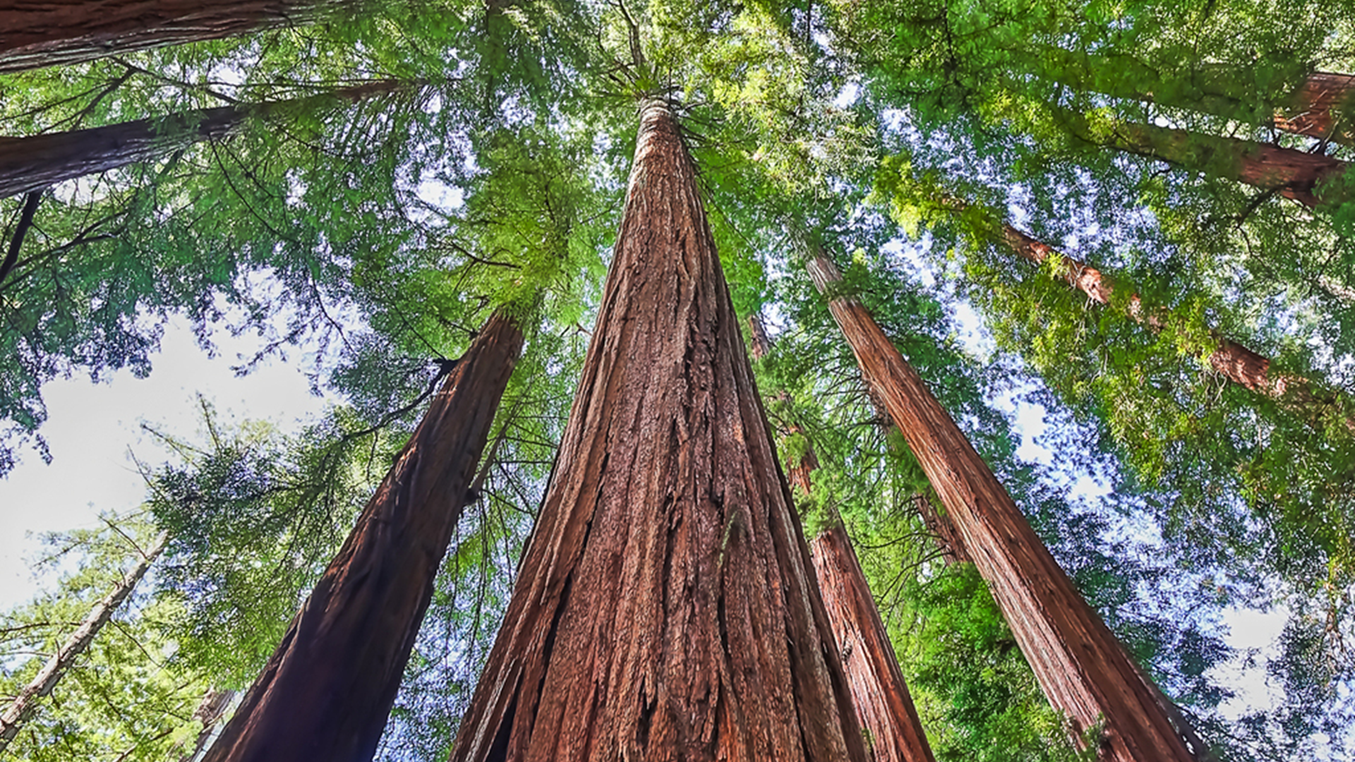 Blick einen Mammutbaum hinauf